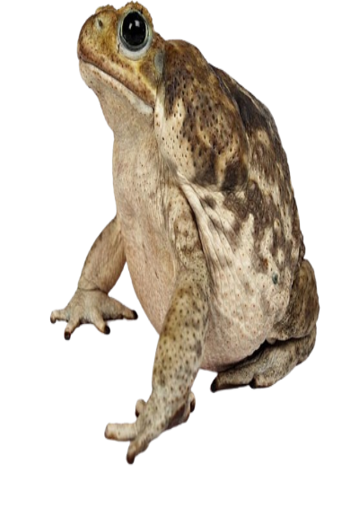 toad