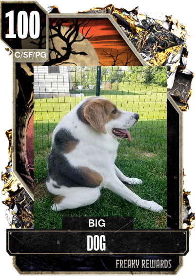 Big Dog